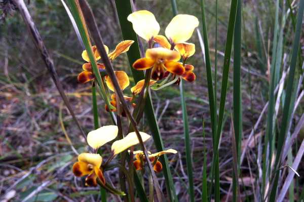 Diuris corymbosa photo