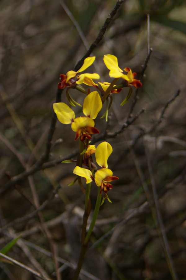 Diuris corymbosa photo