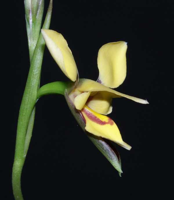 Diuris drummondii photo