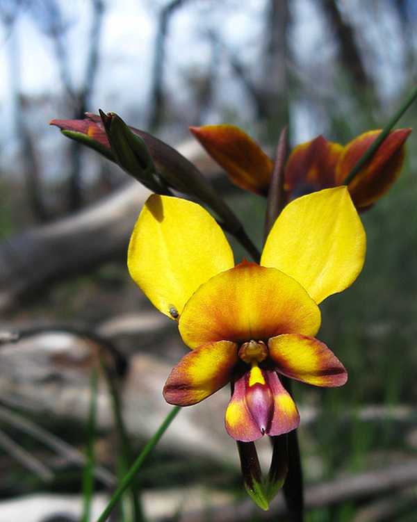 Diuris magnifica photo