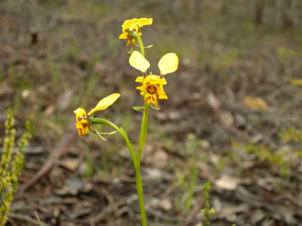 Diuris nigromontana photo