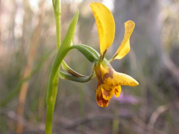 Diuris nigromontana photo