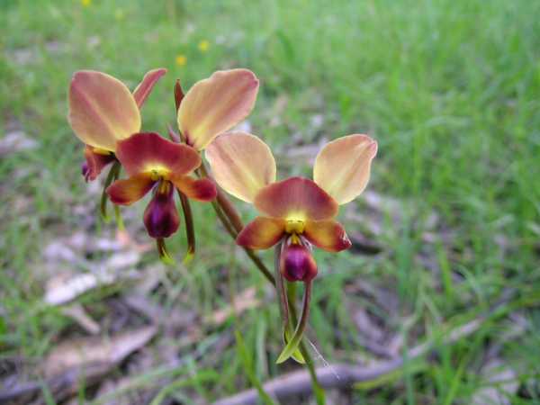 Diuris corymbosa photo