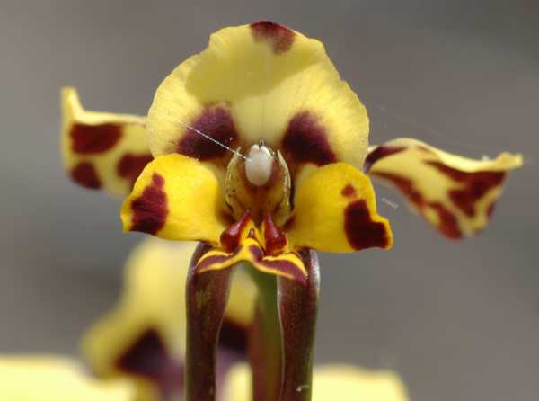 Diuris pardina photo