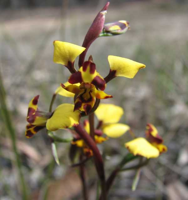 Diuris pardina photo