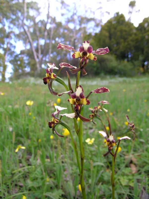 Diuris pardina photo