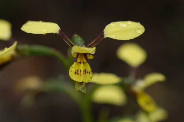 Diuris praecox photo