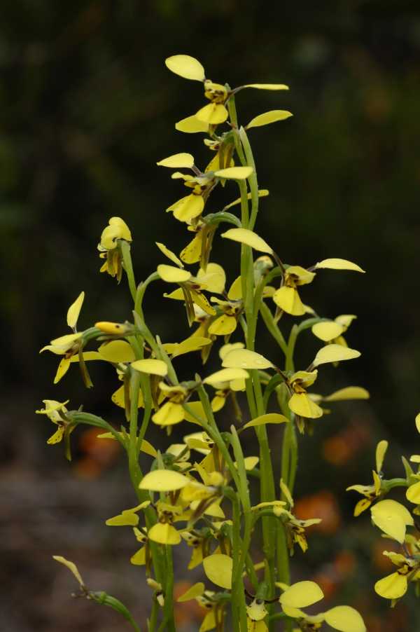 Diuris praecox photo