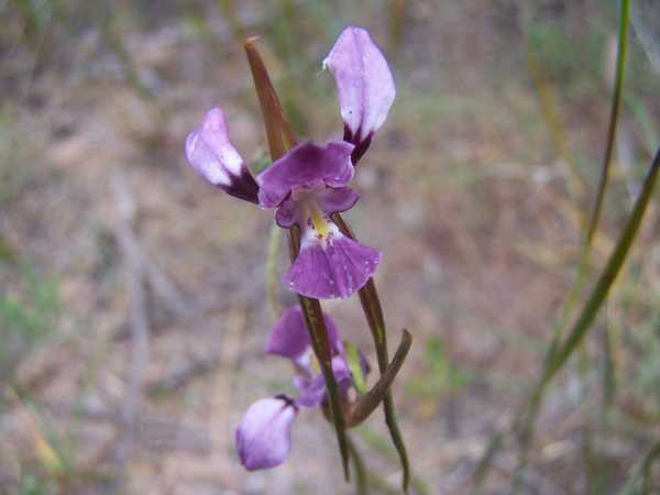 Diuris punctata photo