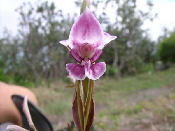 Diuris punctata photo