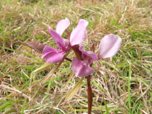 Diuris punctata photo