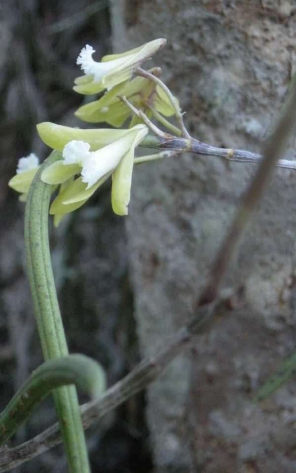 Dockrillia bowmanii photo