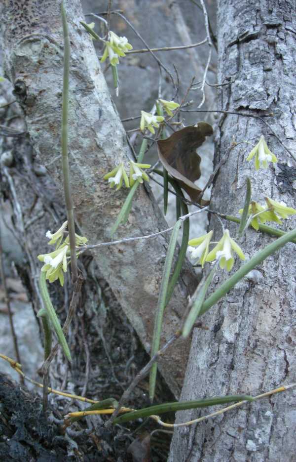 Dockrillia bowmanii photo