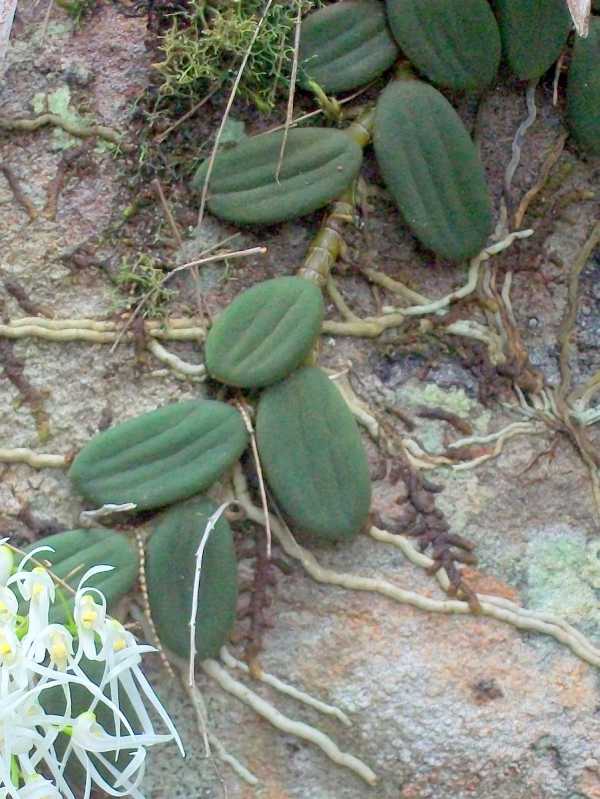 Dockrillia linguiformis photo