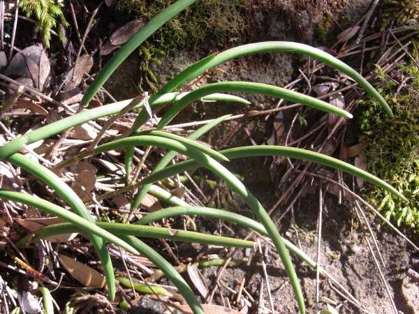 Dockrillia striolata photo