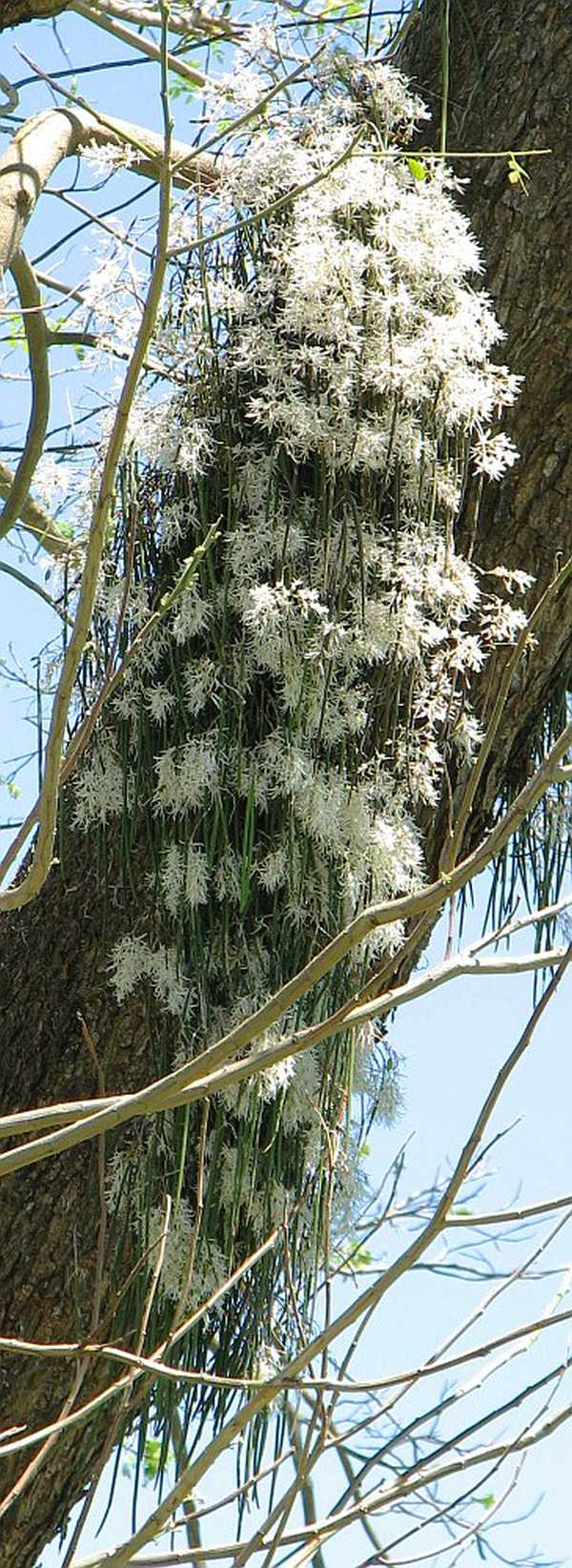 Dockrillia teretifolia photo