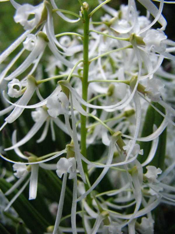 Dockrillia wassellii photo