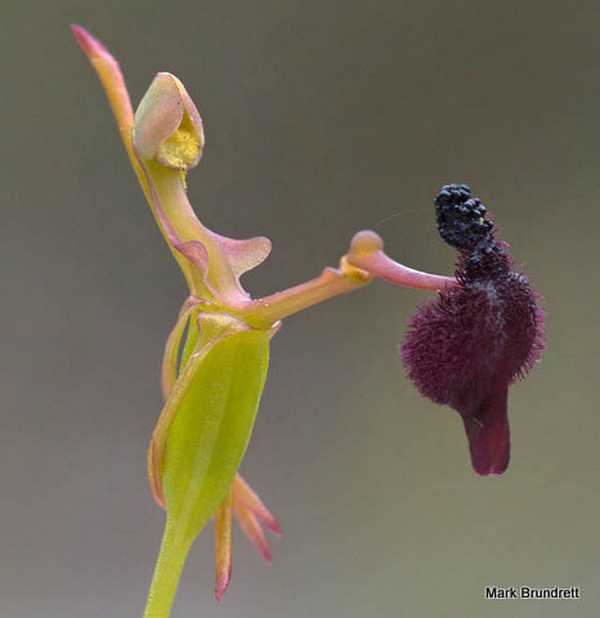 Drakaea glyptodon photo