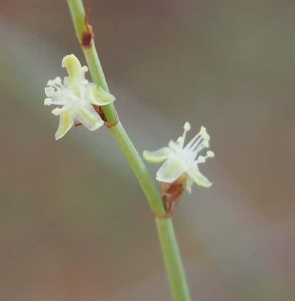 Duma florulenta photo