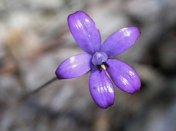 Elythranthera brunonis photo