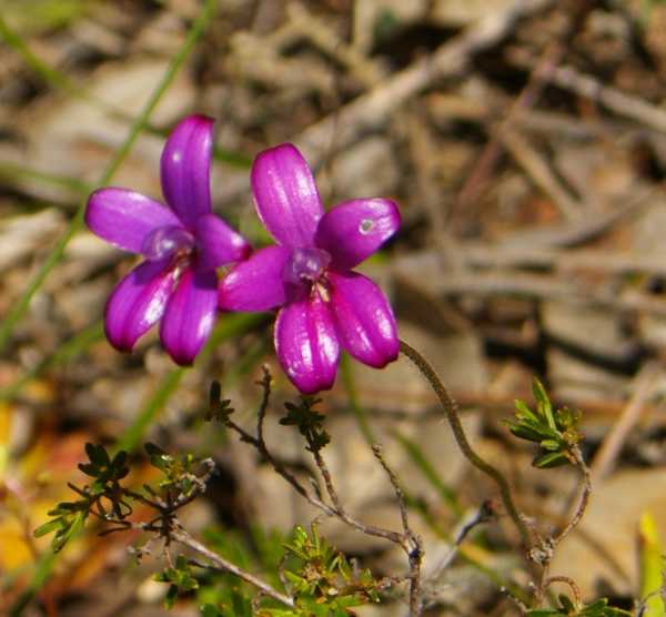 Elythranthera emarginata photo