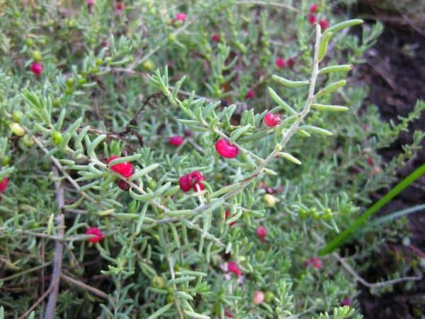 Enchylaena tomentosa photo