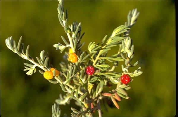 Enchylaena tomentosa photo