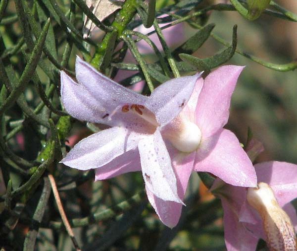 Eremophila abietina photo