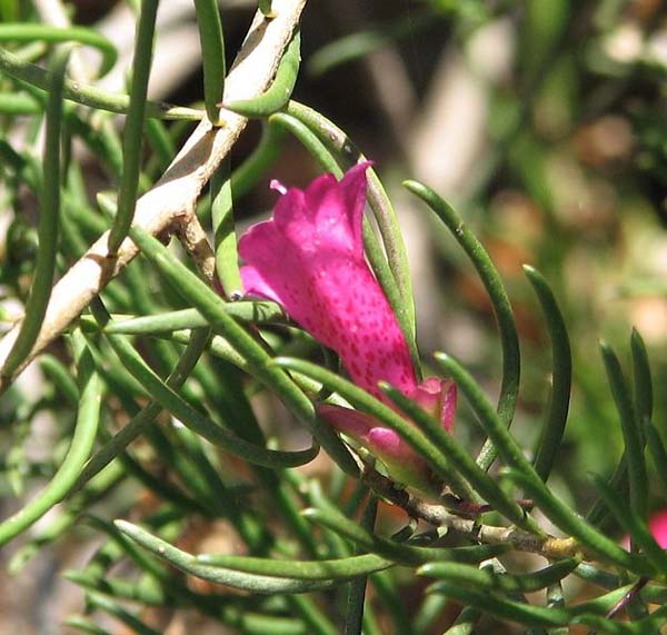 Eremophila alternifolia photo