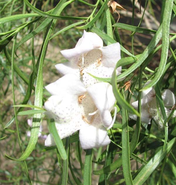 Eremophila bignoniiflora photo