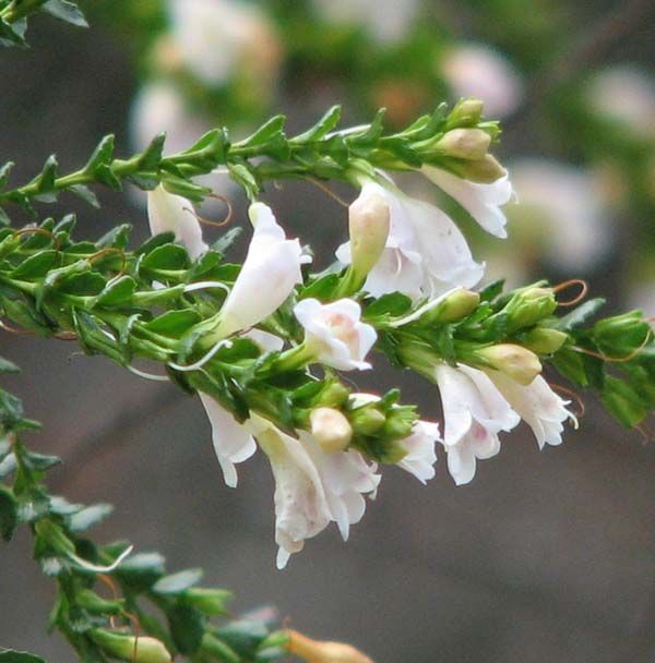 Eremophila brevifolia photo