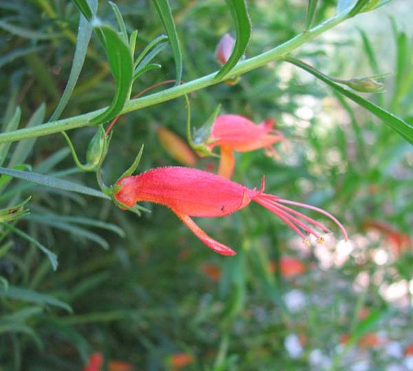 Eremophila decipiens photo