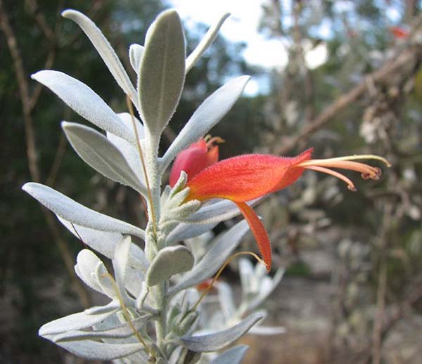 Eremophila glabra 'Murchison Magic' photo