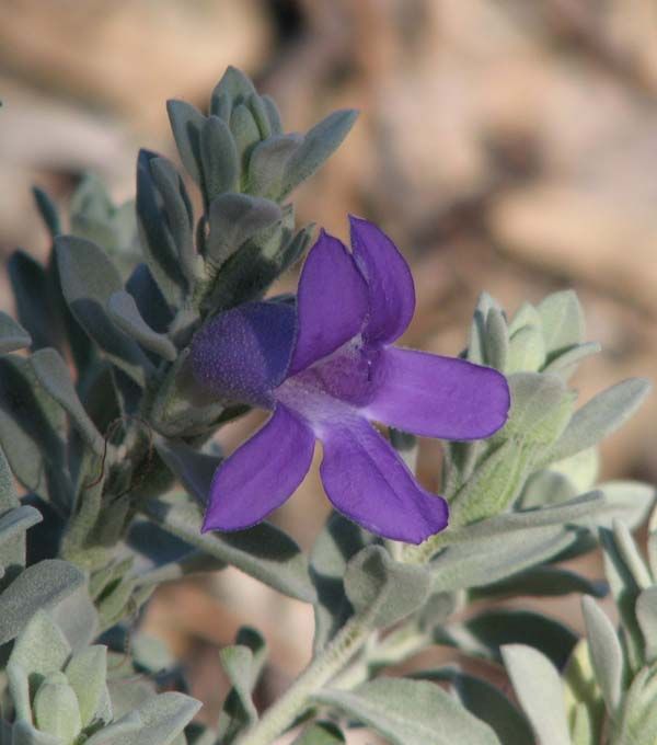 Eremophila hygrophana photo