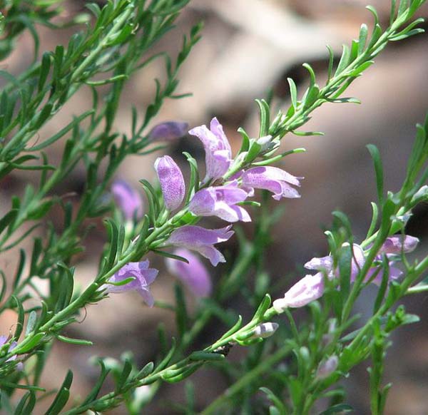 Eremophila laanii photo