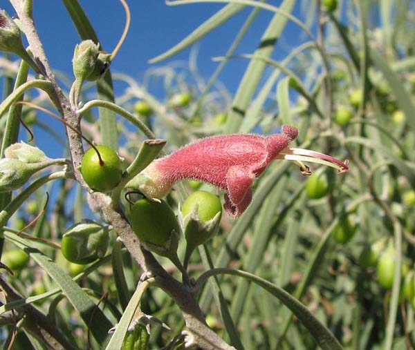 Eremophila longifolia photo