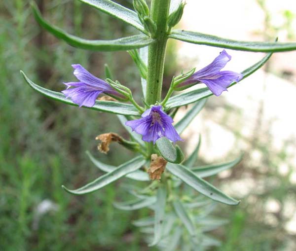 Eremophila macdonnellii photo