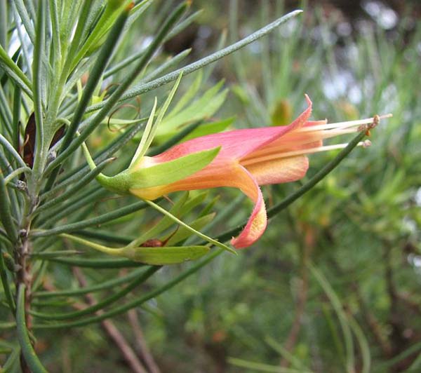 Eremophila oldfieldii ssp oldfieldii photo