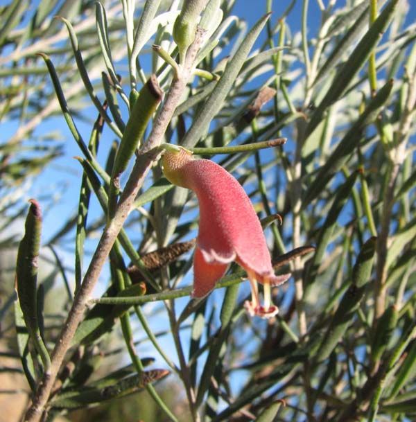 Eremophila oppositifolia photo