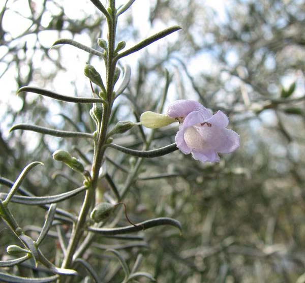 Eremophila scoparia photo