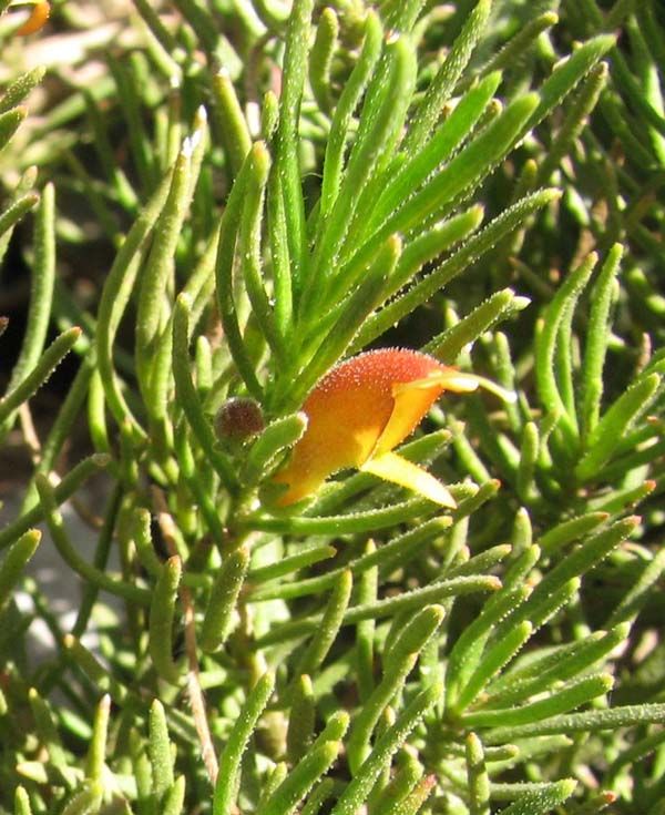 Eremophila subteretifolia photo