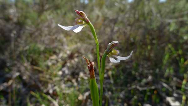 Eriochilus dilatatus photo