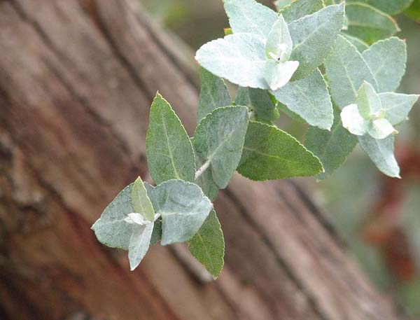 Eucalyptus crenulata photo