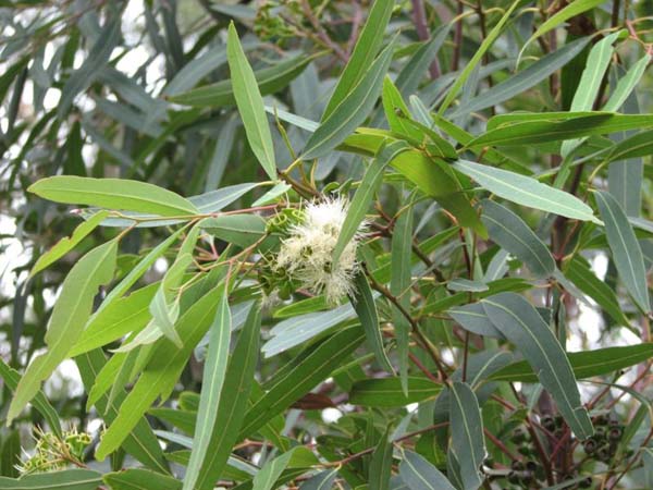 Eucalyptus curtisii photo