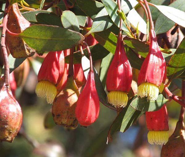 Eucalyptus forrestiana photo