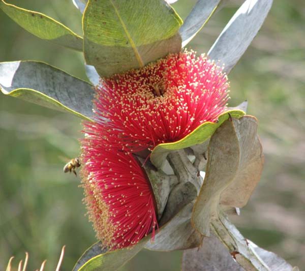 Eucalyptus macrocarpa photo