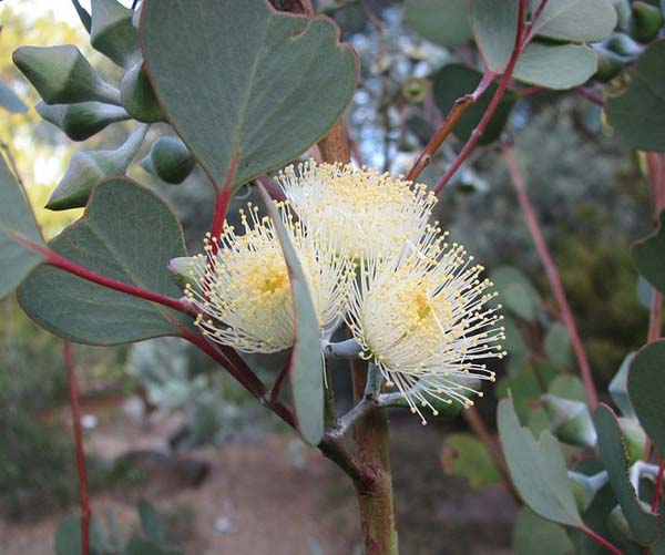 Eucalyptus orbifolia photo