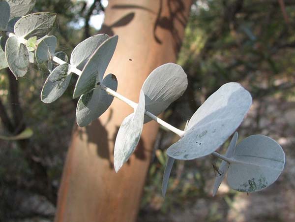 Eucalyptus perriniana photo