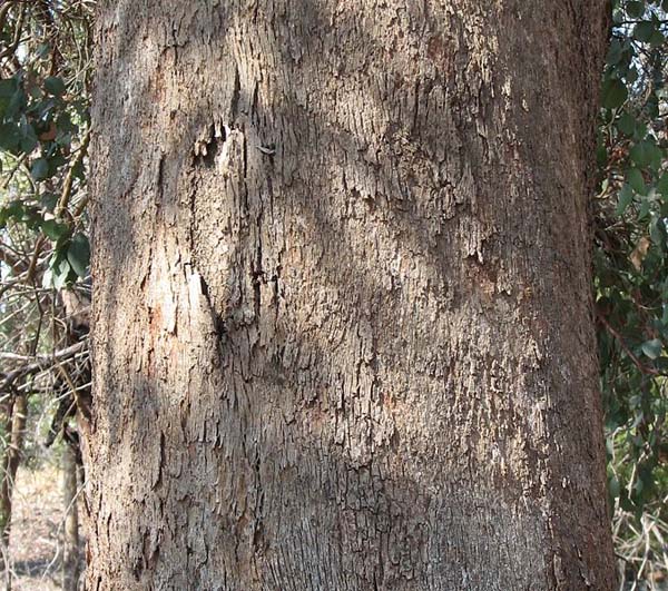 Eucalyptus polyanthemos photo
