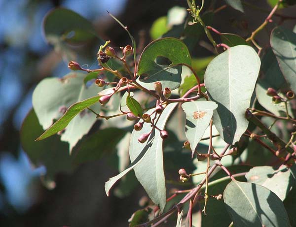 Eucalyptus polyanthemos photo